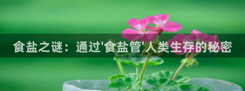 78mppt威九国际