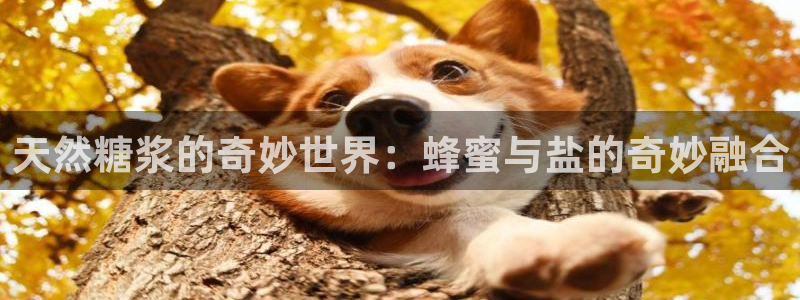 威九国际视频传媒招聘